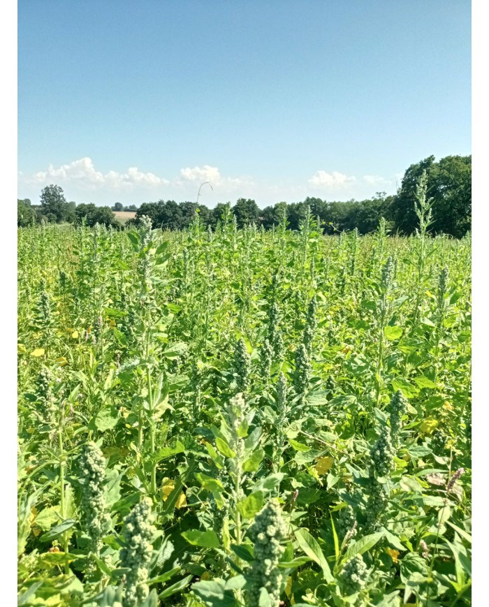 Quinoa BIO