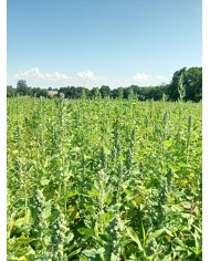 Quinoa BIO