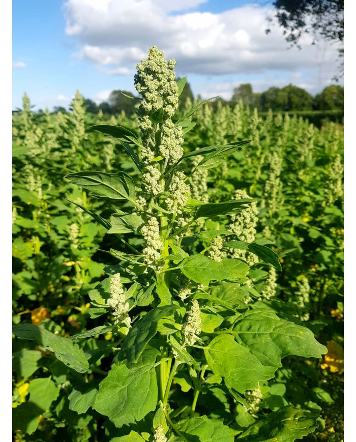 Quinoa de Normandie