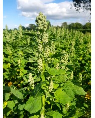 Quinoa de Normandie