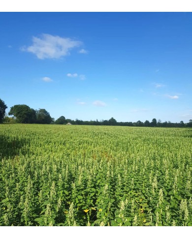 Quinoa de Normandie Quinoa de Normandie