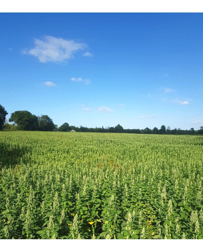 Quinoa de Normandie