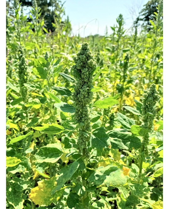 Quinoa BIO