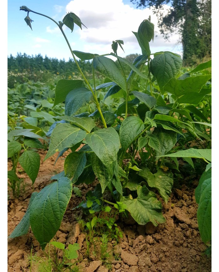 Haricots rouges Haricots rouges