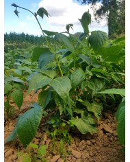 Haricots rouges Haricots rouges