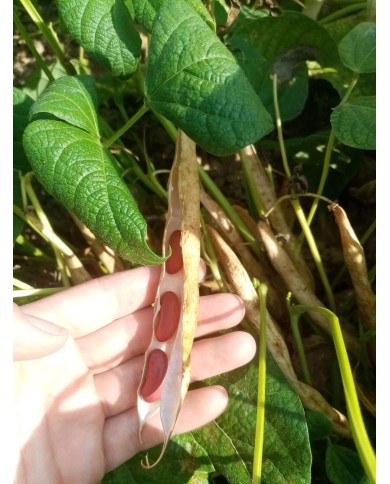Haricots rouges Haricots rouges