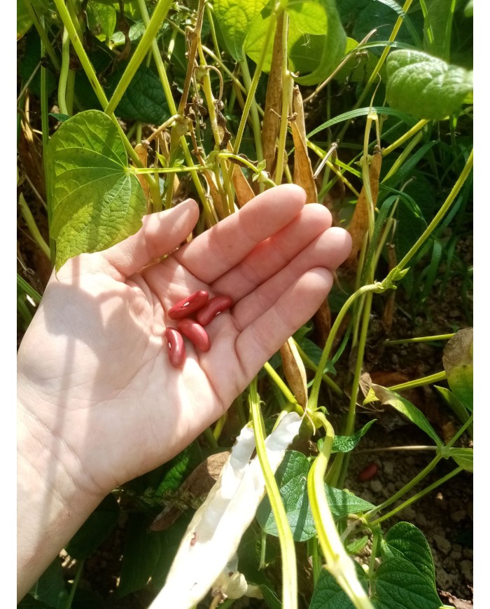 Haricots rouges Haricots rouges