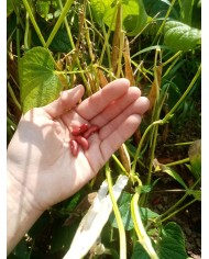 Haricots rouges Haricots rouges