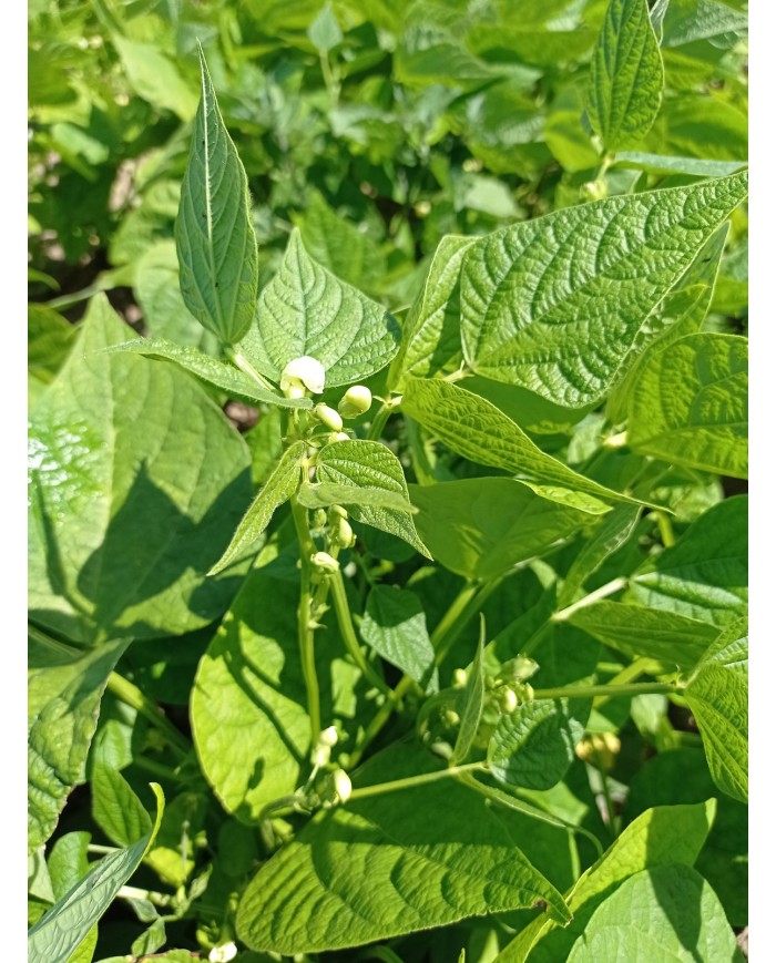 Haricots rouges Haricots rouges