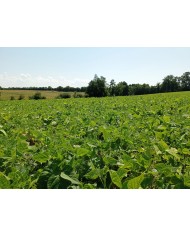 Haricots rouges Haricots rouges