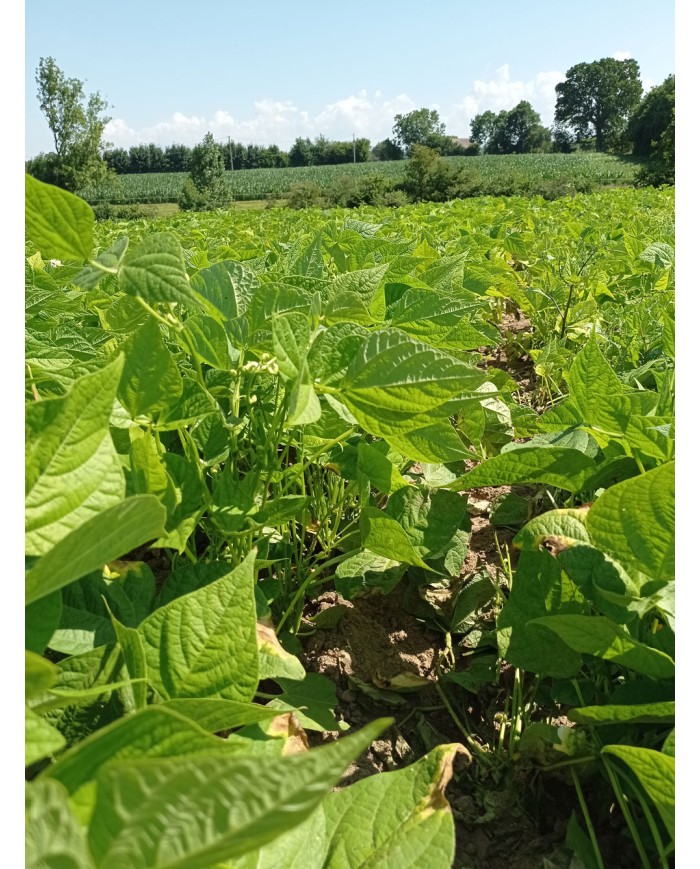 Haricots rouges Haricots rouges