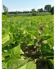 Haricots rouges Haricots rouges