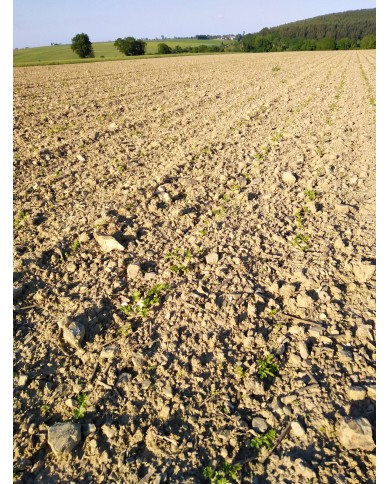 Pois Chiches de Normandie