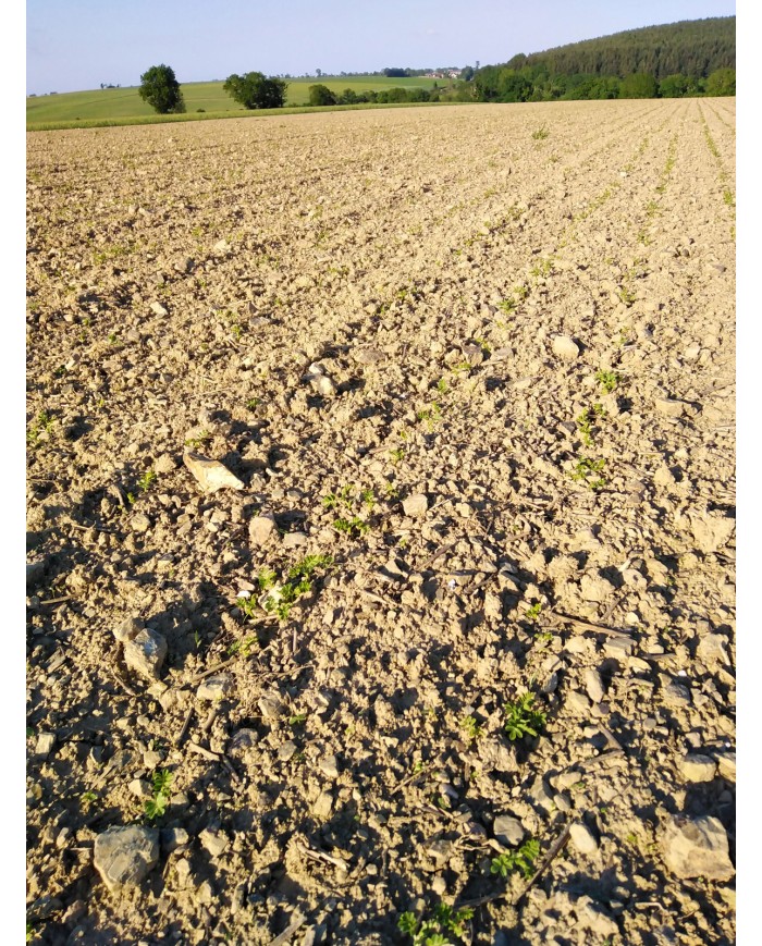 Pois Chiches de Normandie