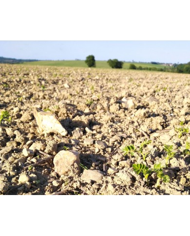 Pois Chiches de Normandie
