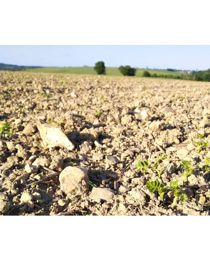 Pois Chiches de Normandie