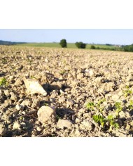 Pois Chiches de Normandie