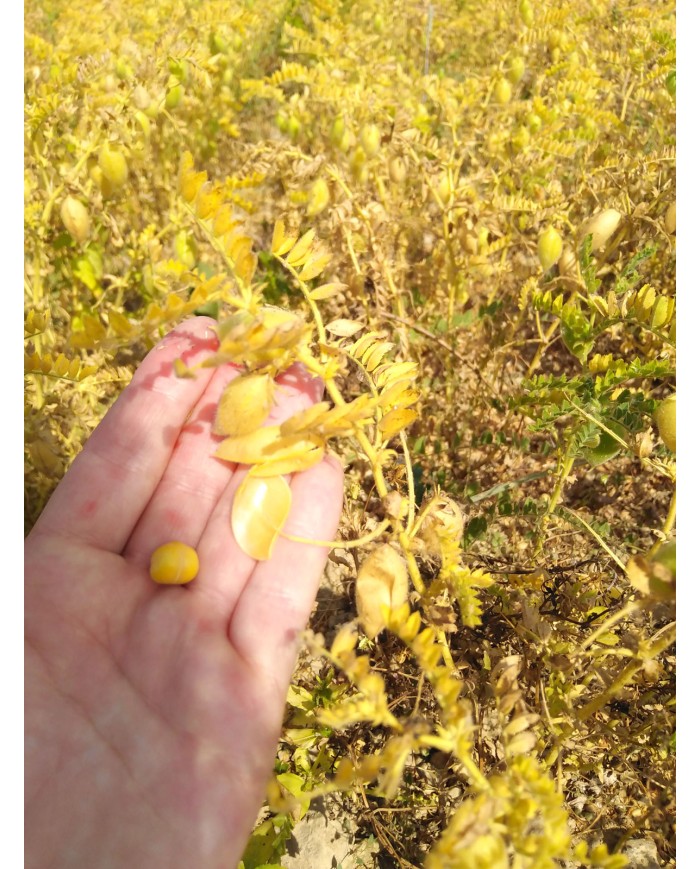 Pois Chiches de Normandie