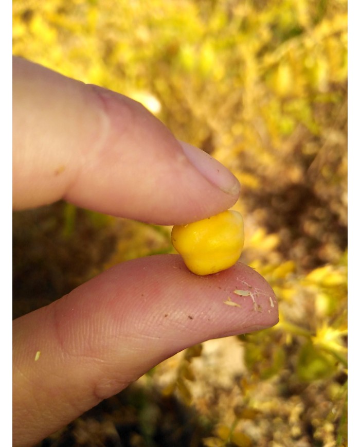 Pois Chiches de Normandie