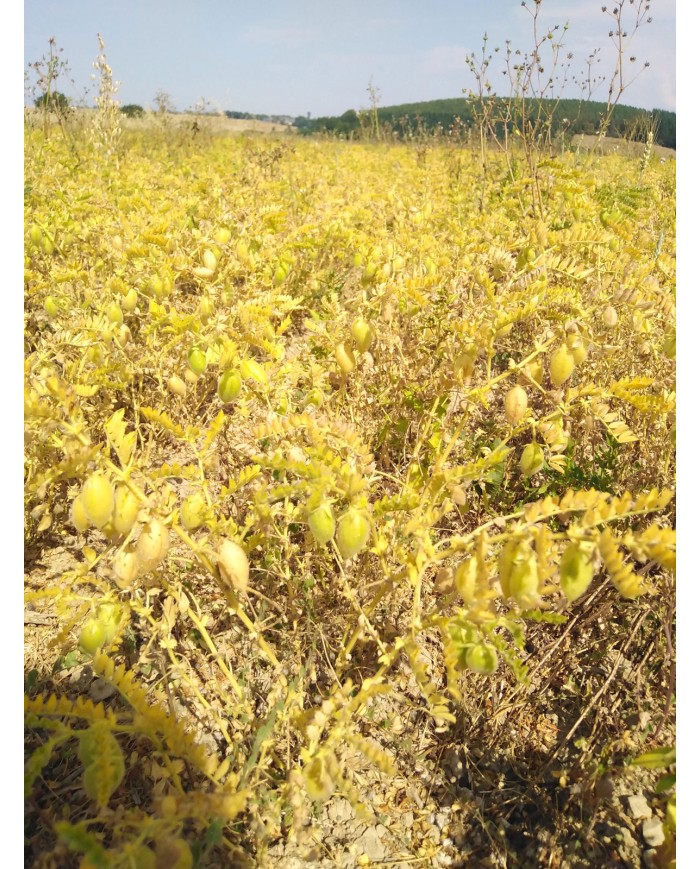 Pois Chiches de Normandie