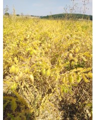 Pois Chiches de Normandie